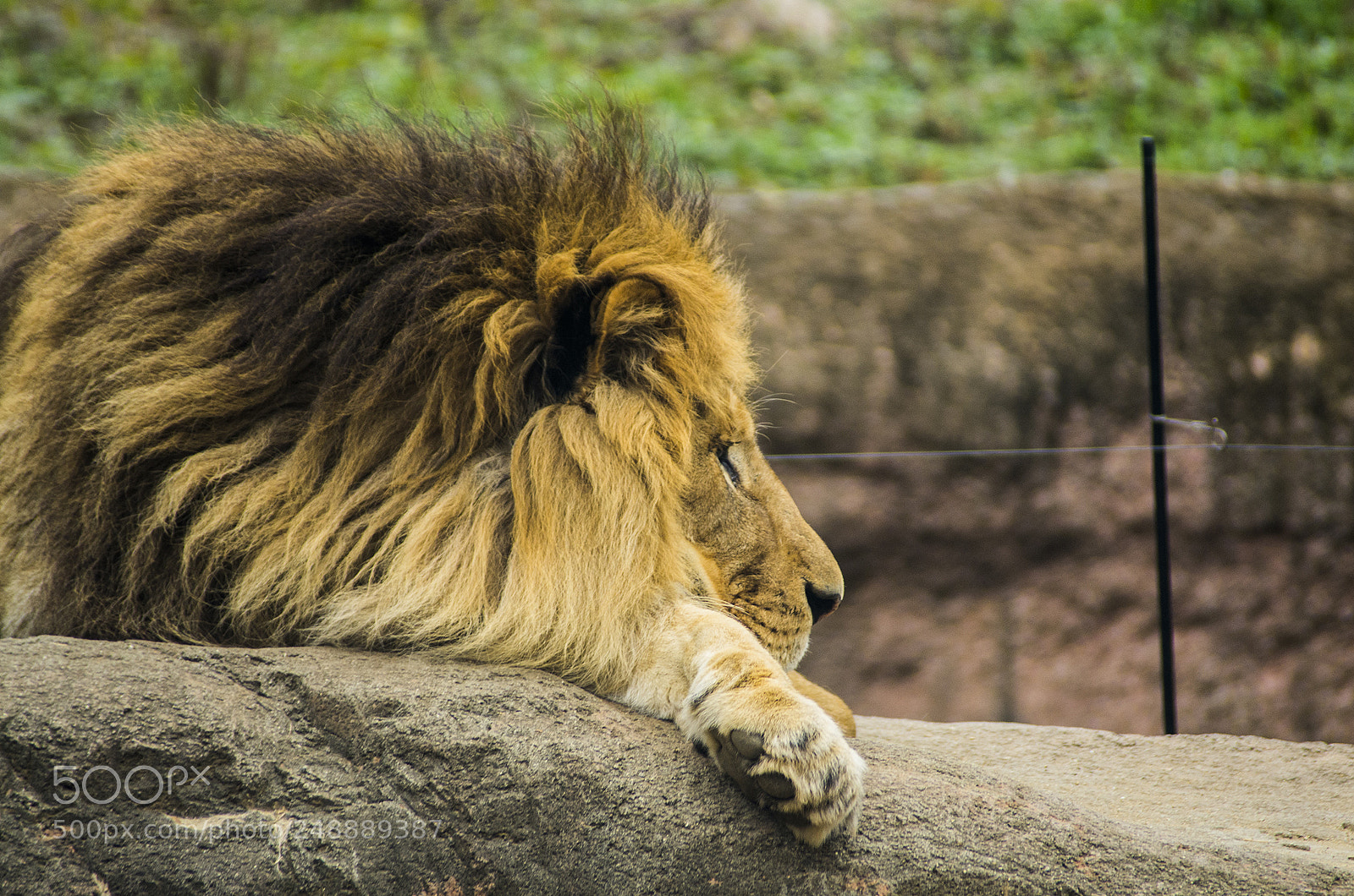 Pentax K-5 sample photo. Big cat photography