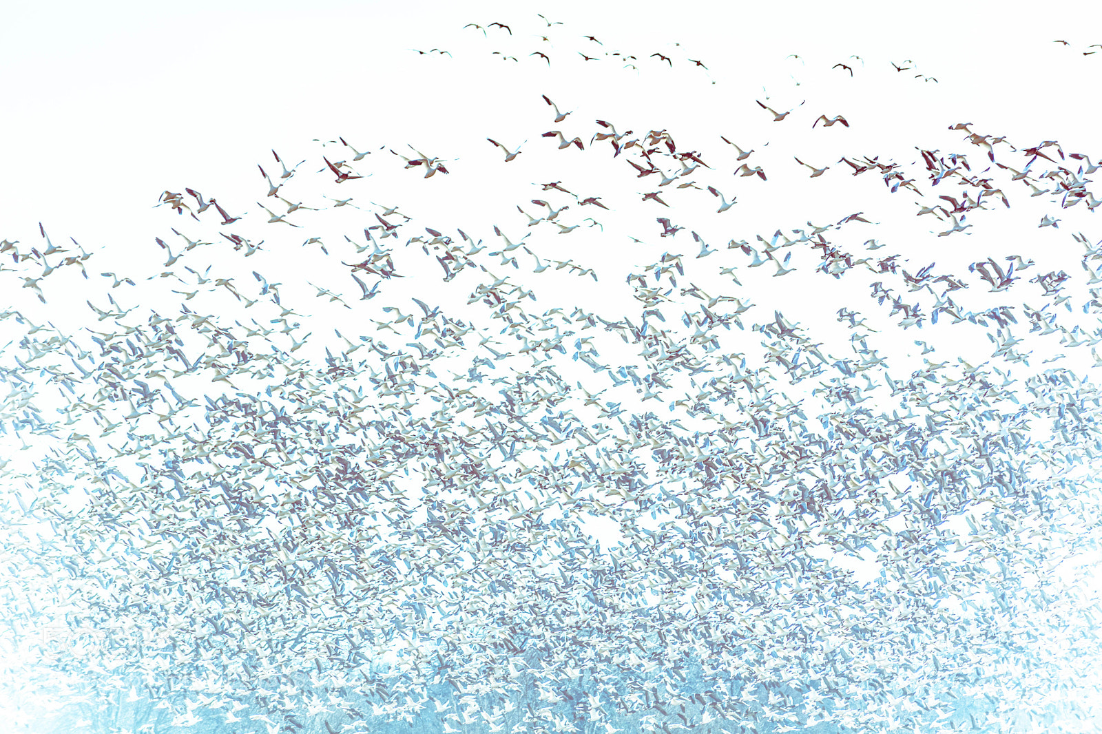 Nikon D7100 sample photo. Escher geese photography