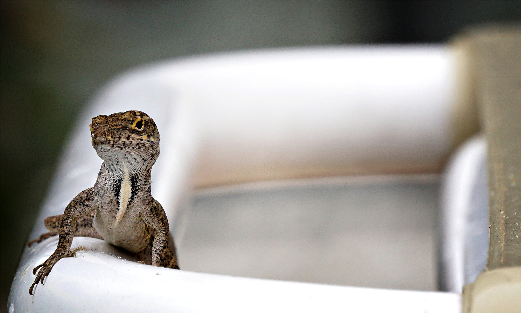 Sony E 55-210mm F4.5-6.3 OSS sample photo. Anole day in paradise photography