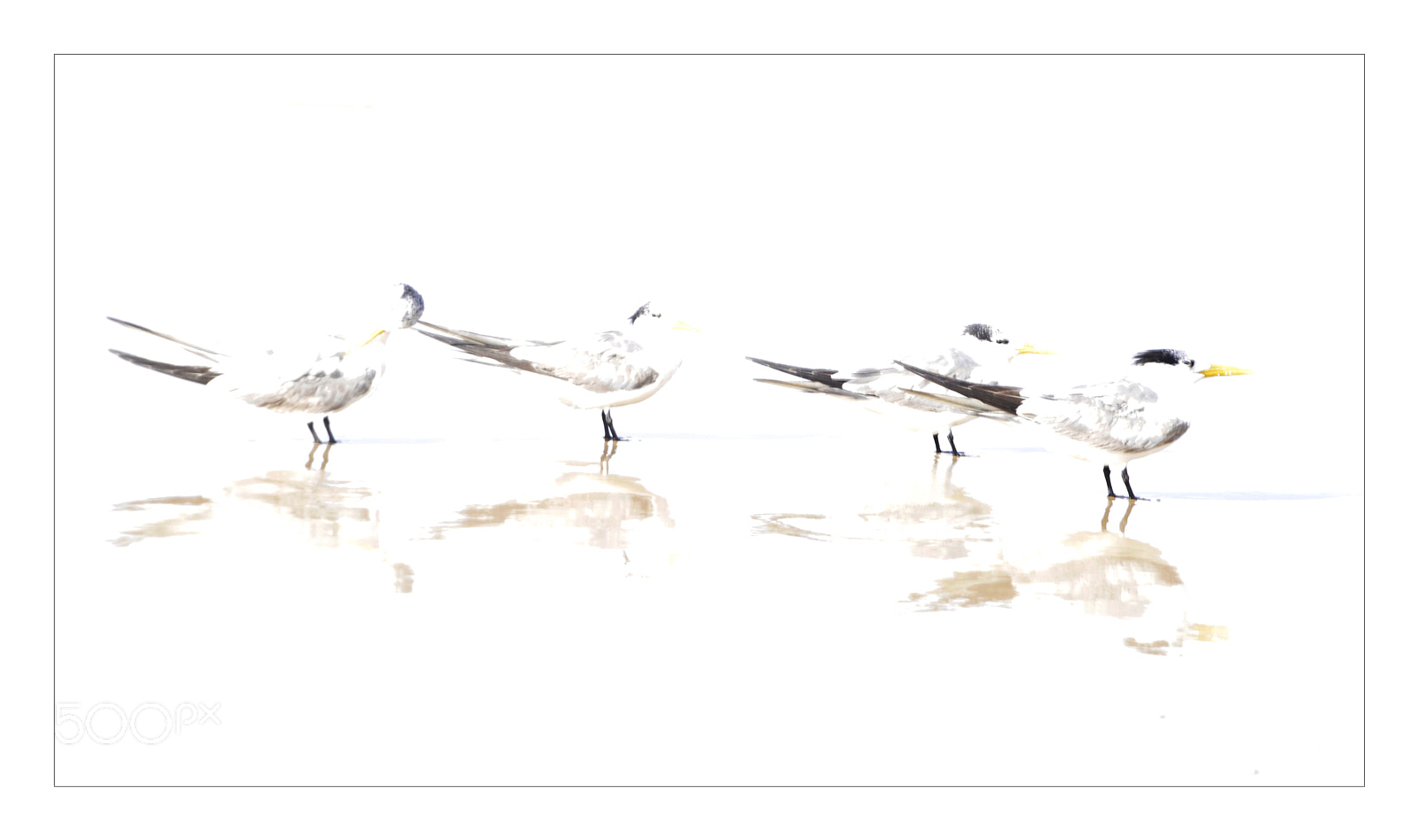 Nikon D7100 sample photo. Birds on the beach photography