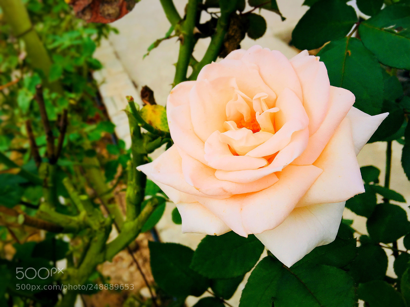 Apple iPhone 6s Plus sample photo. Untitled photography