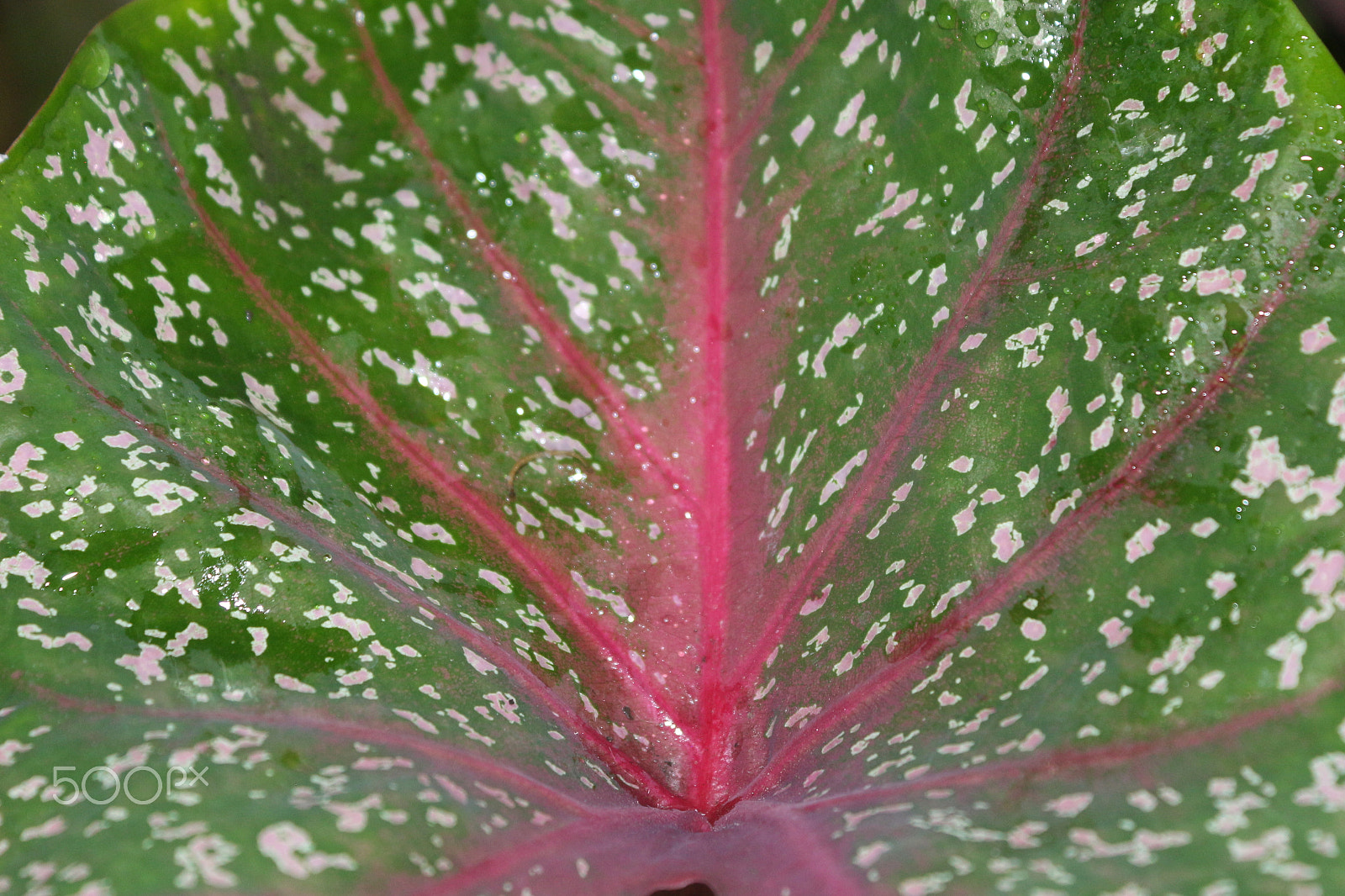 Canon EOS 650D (EOS Rebel T4i / EOS Kiss X6i) sample photo. El corazon de cristo photography