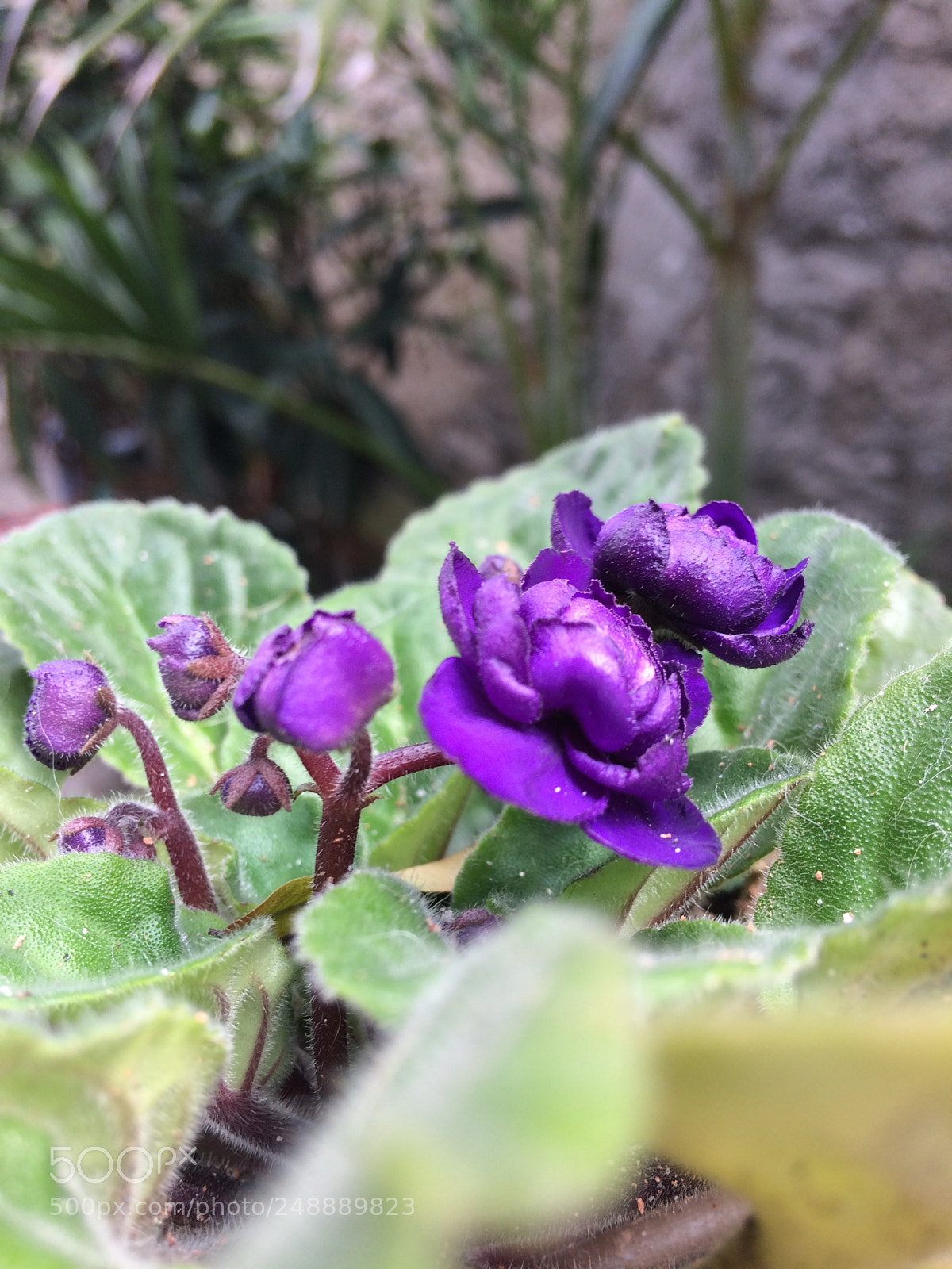 Apple iPhone 5s sample photo. Untitled photography