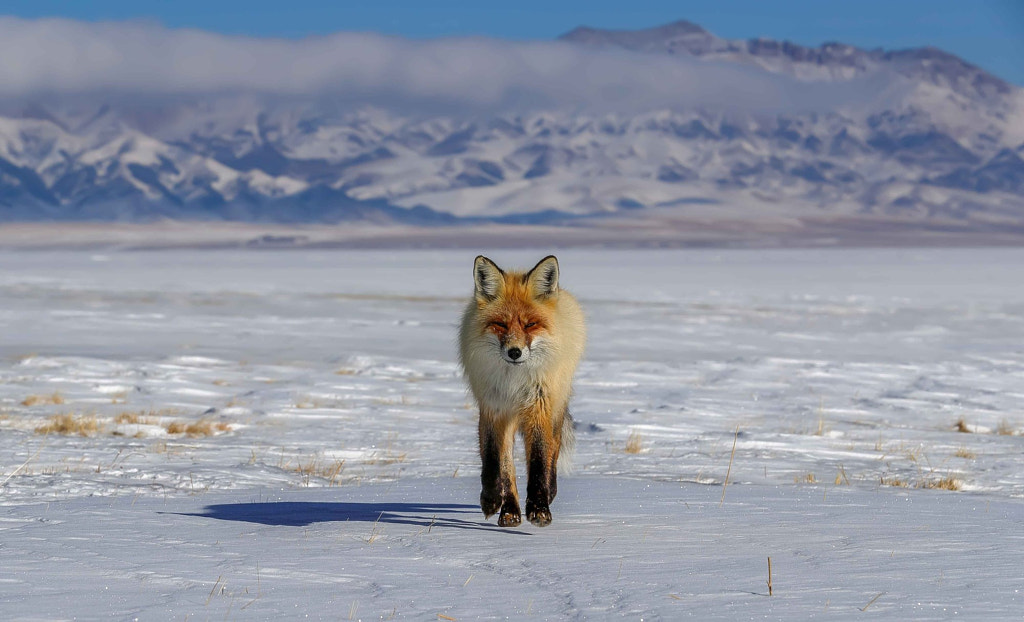 The Red Fox came from snowy mountains, автор — sehu  на 500px.com