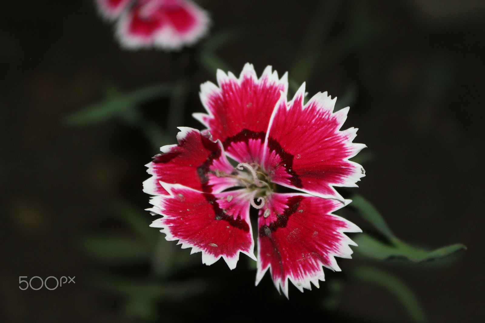 Canon EOS 650D (EOS Rebel T4i / EOS Kiss X6i) sample photo. Linda flor photography