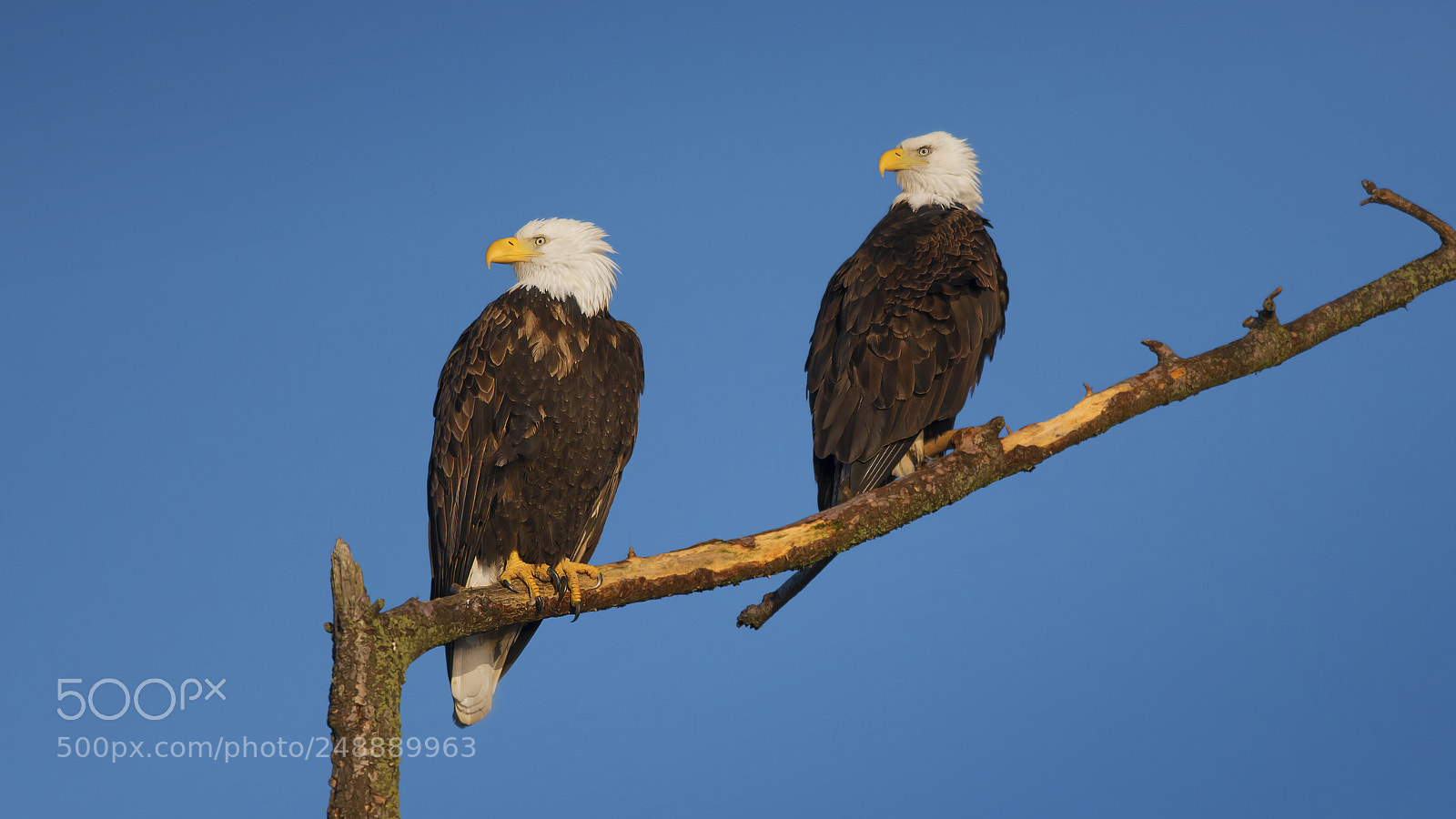 Nikon D800E sample photo. Bald eagles photography