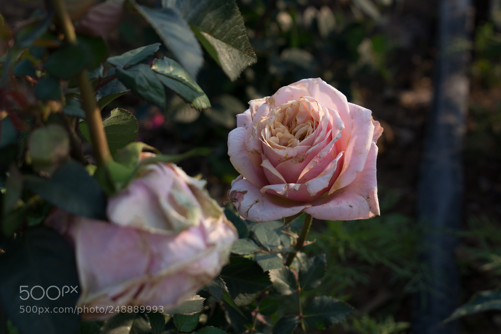 Nikon D7100 sample photo. Untitled photography