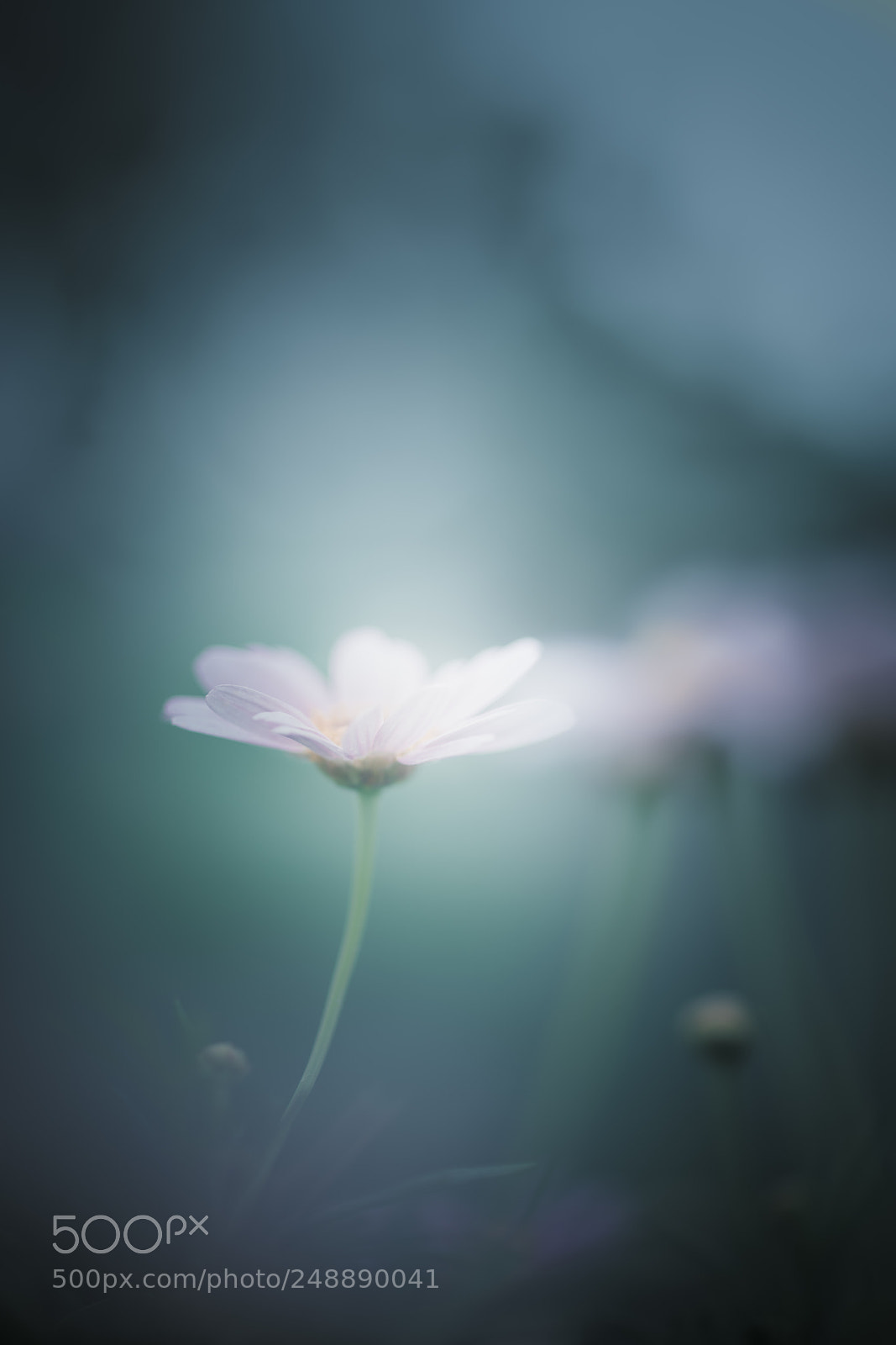 Sony a99 II sample photo. Obscure photography
