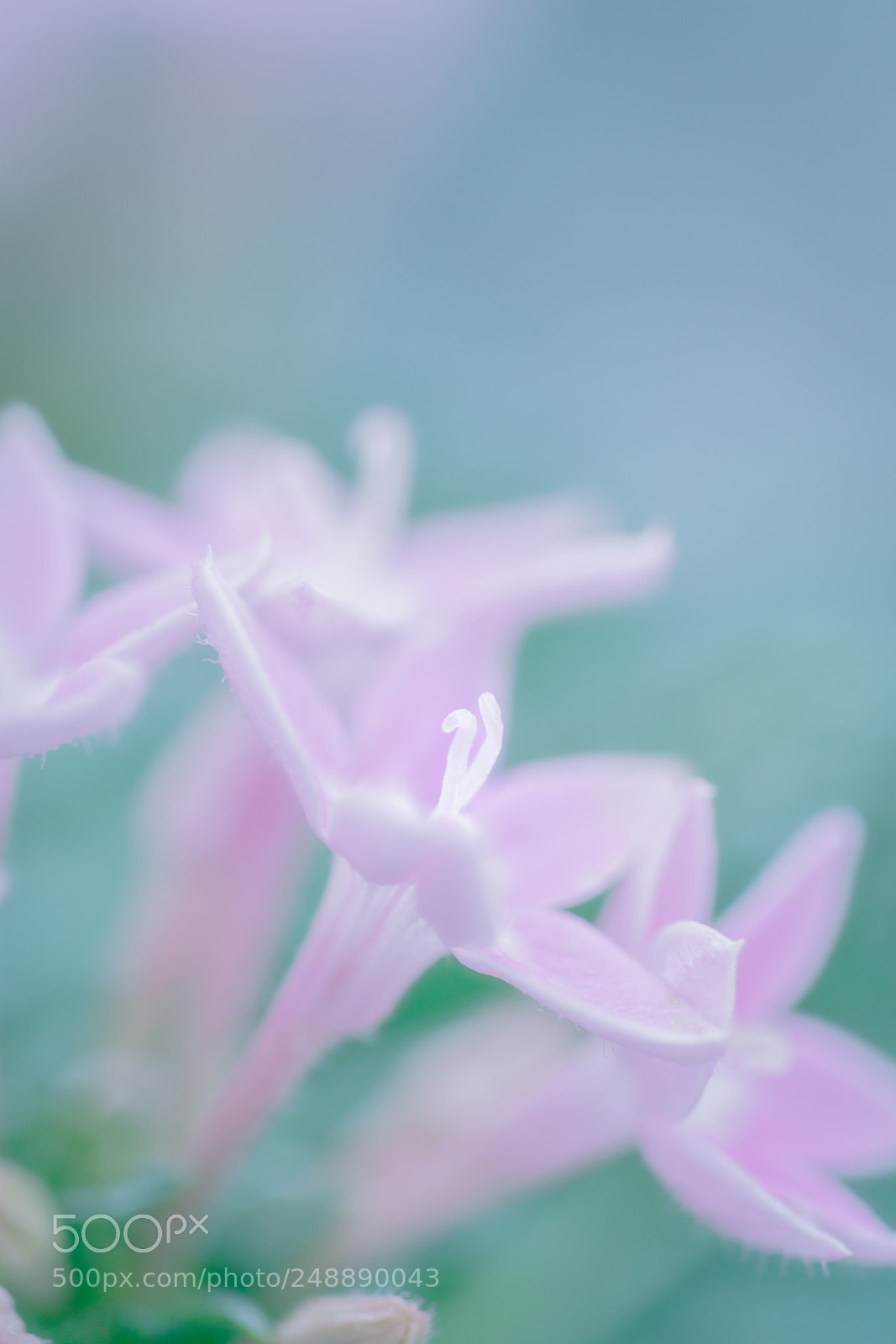 Sony a99 II sample photo. Pastel shades photography