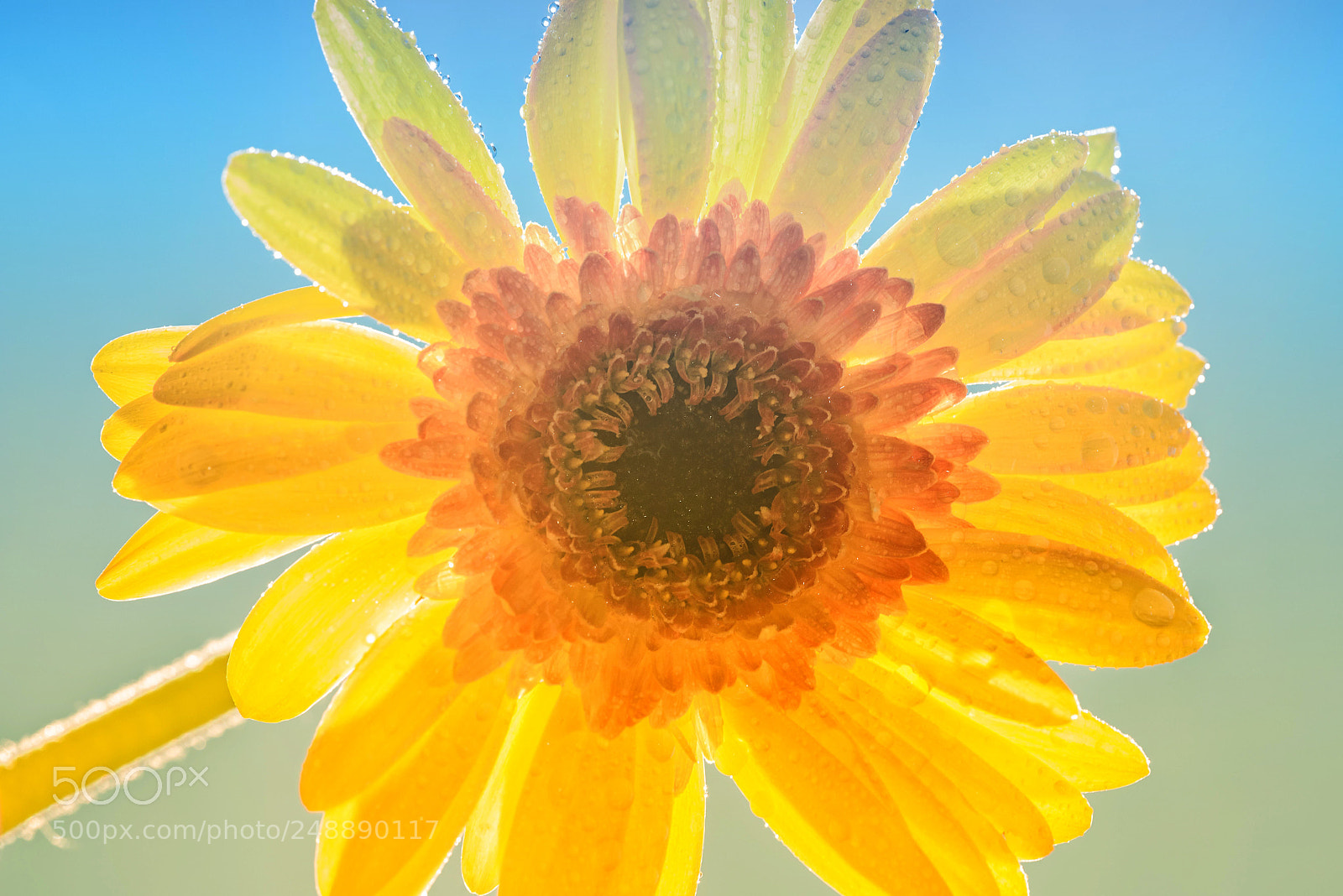Nikon D810 sample photo. Sunny photography