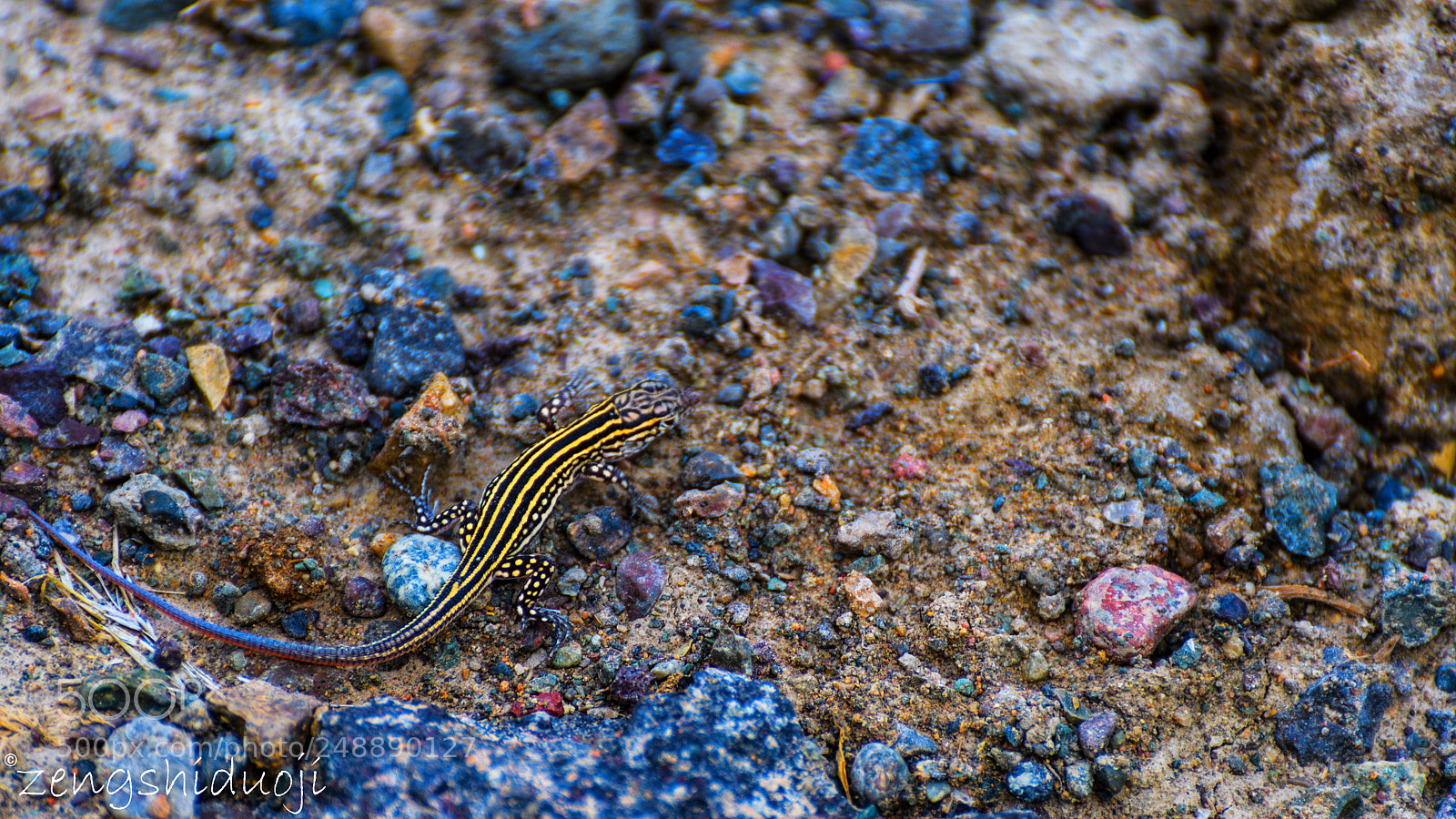 Nikon D500 sample photo. 新疆的小动物 photography