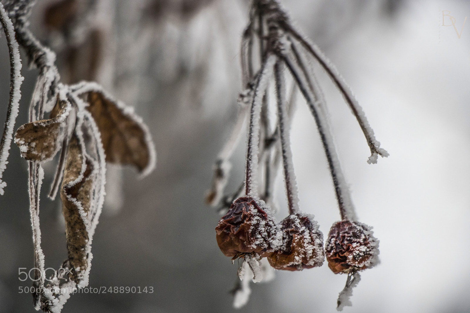 Canon EOS 760D (EOS Rebel T6s / EOS 8000D) sample photo. Frozen... photography