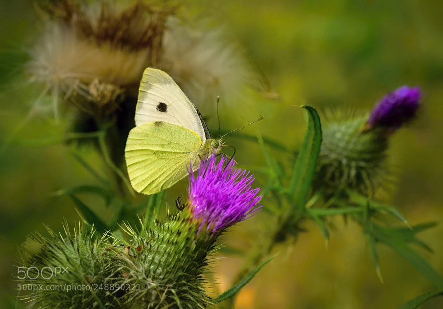 Nikon D5200 sample photo. *** photography