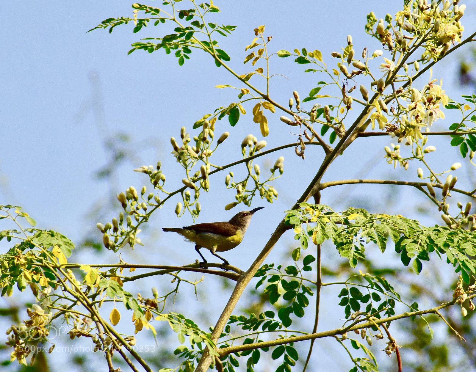 Nikon D5300 sample photo. Honeyeater photography