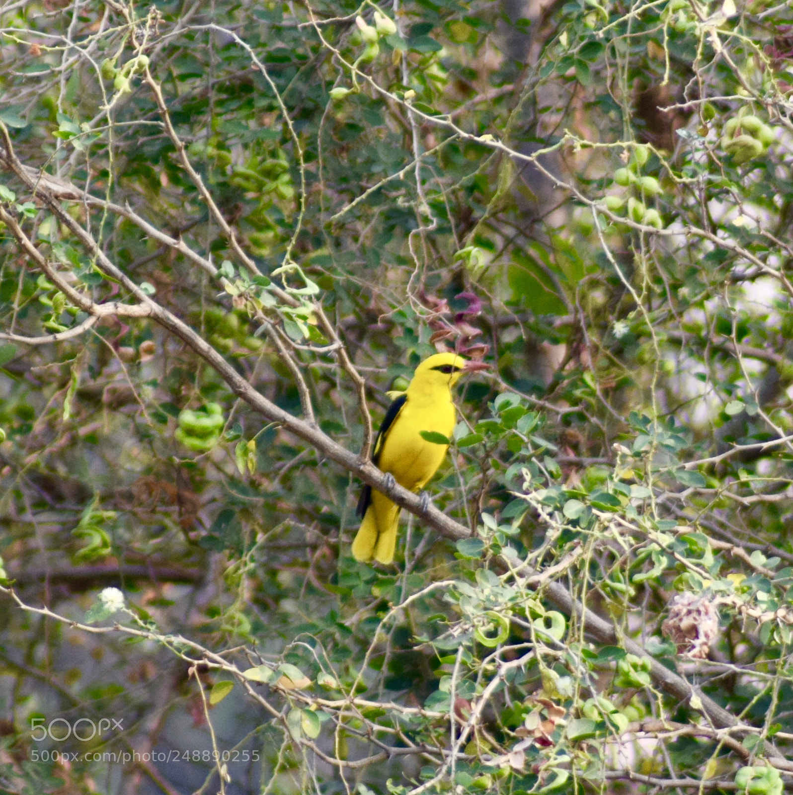 Nikon D5300 sample photo. Yellow birdie photography
