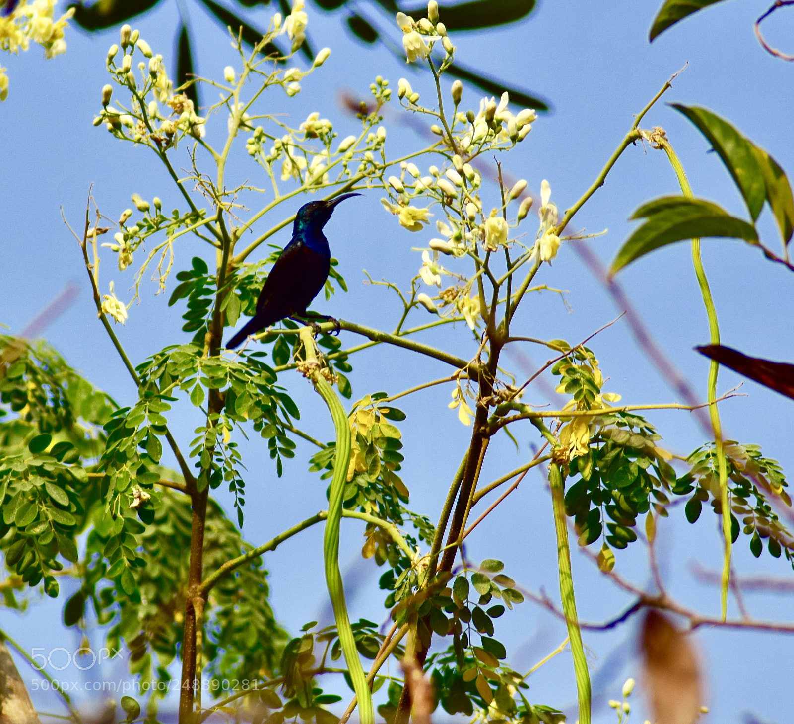 Nikon D5300 sample photo. Honeyeater photography