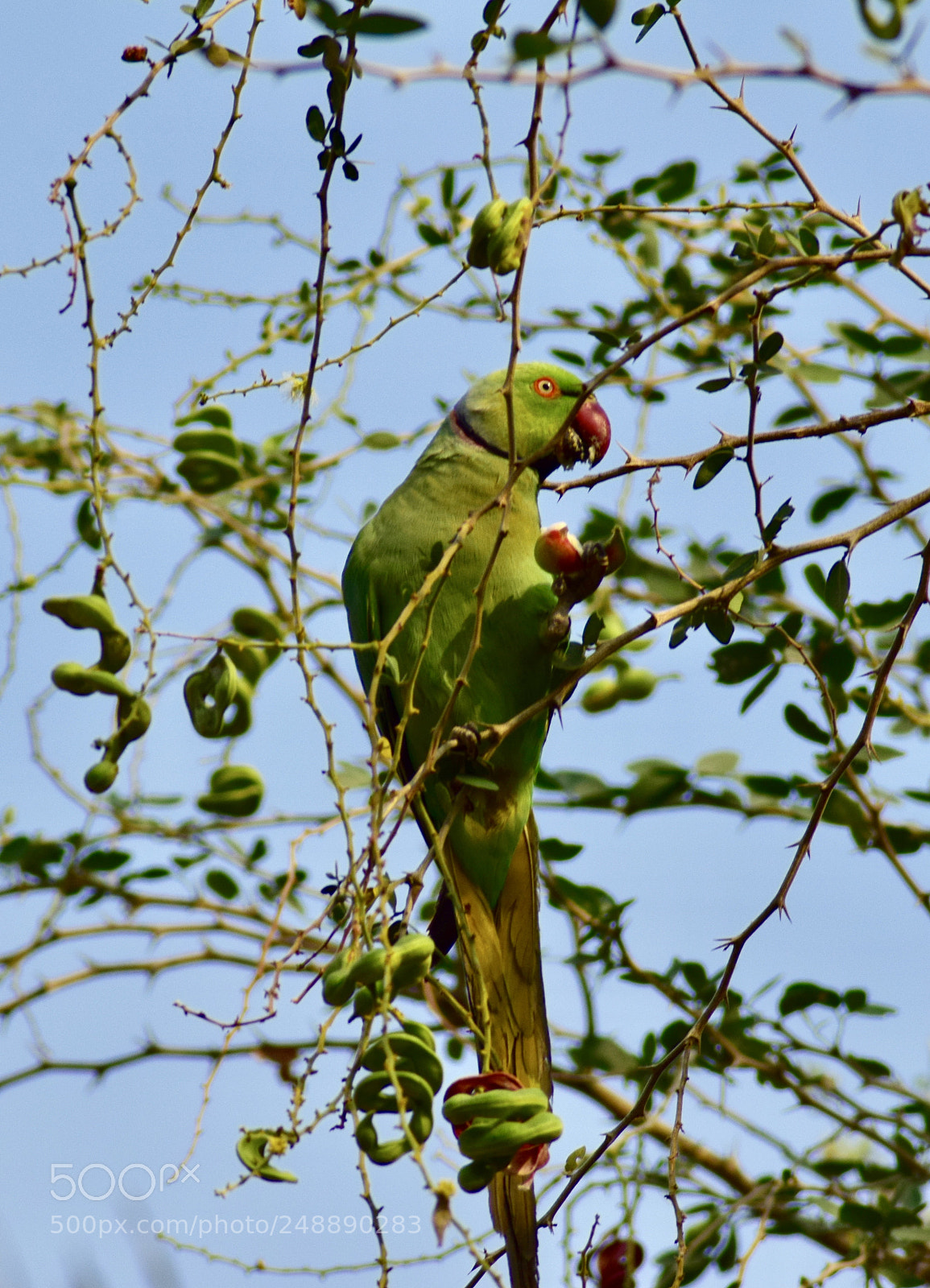 Nikon D5300 sample photo. Parrot photography