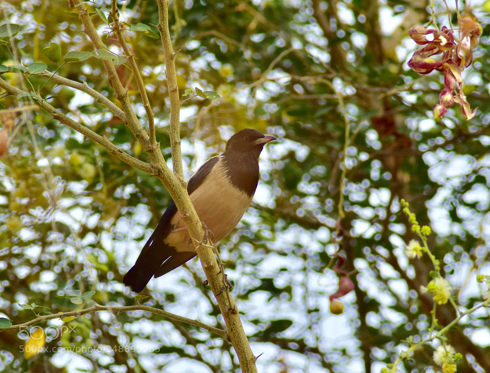 Nikon D5300 sample photo. Birdie photography