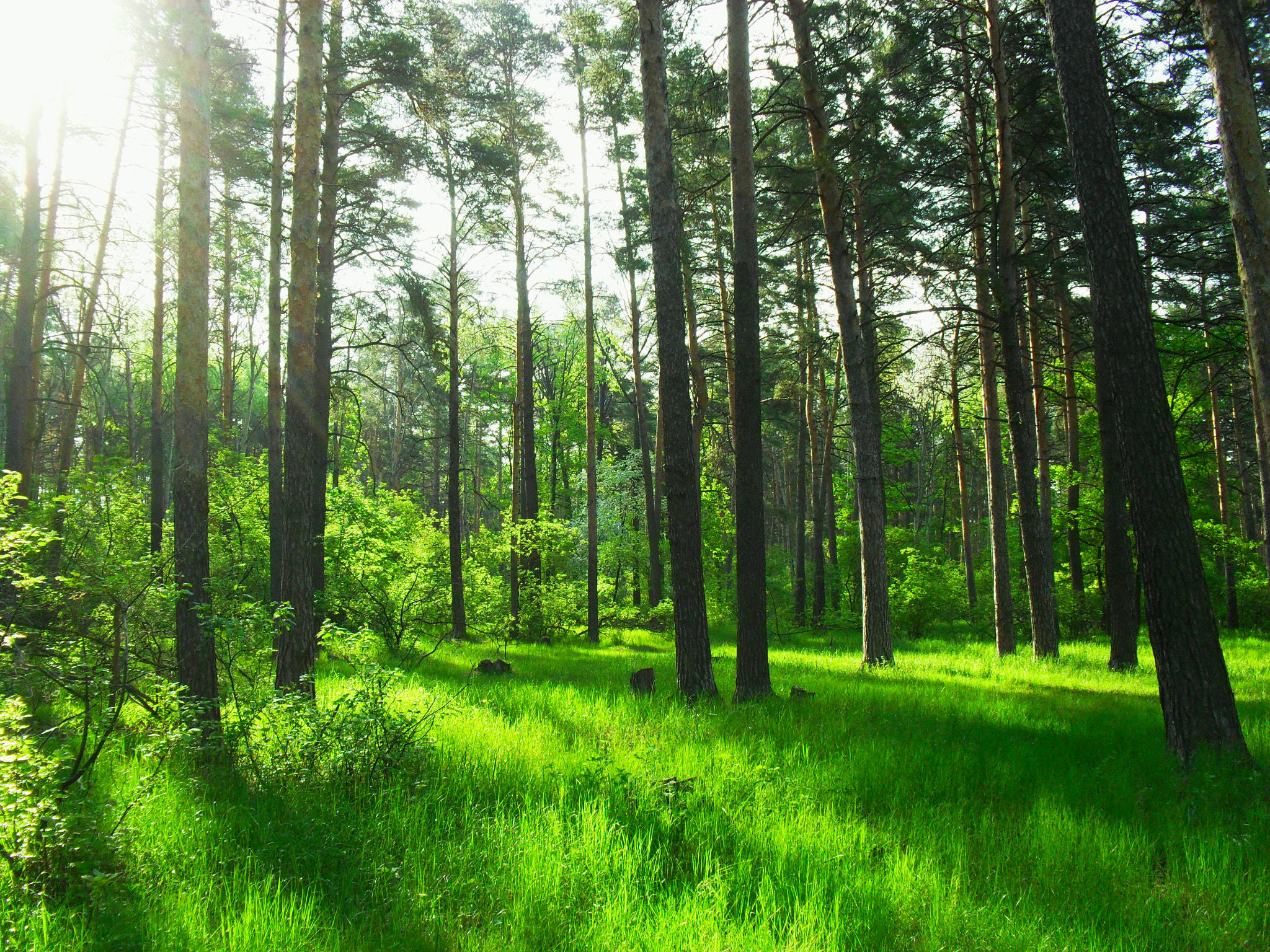 Samsung ES60 / VLUU ES60 /  SL105 /  ES63 sample photo. Juicy greens of the spring forest. photography