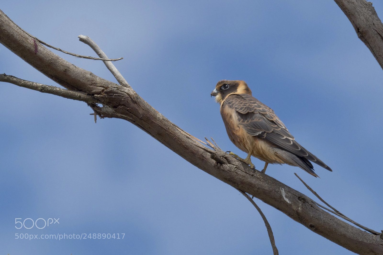 Olympus OM-D E-M1 Mark II sample photo. Australian hobby photography