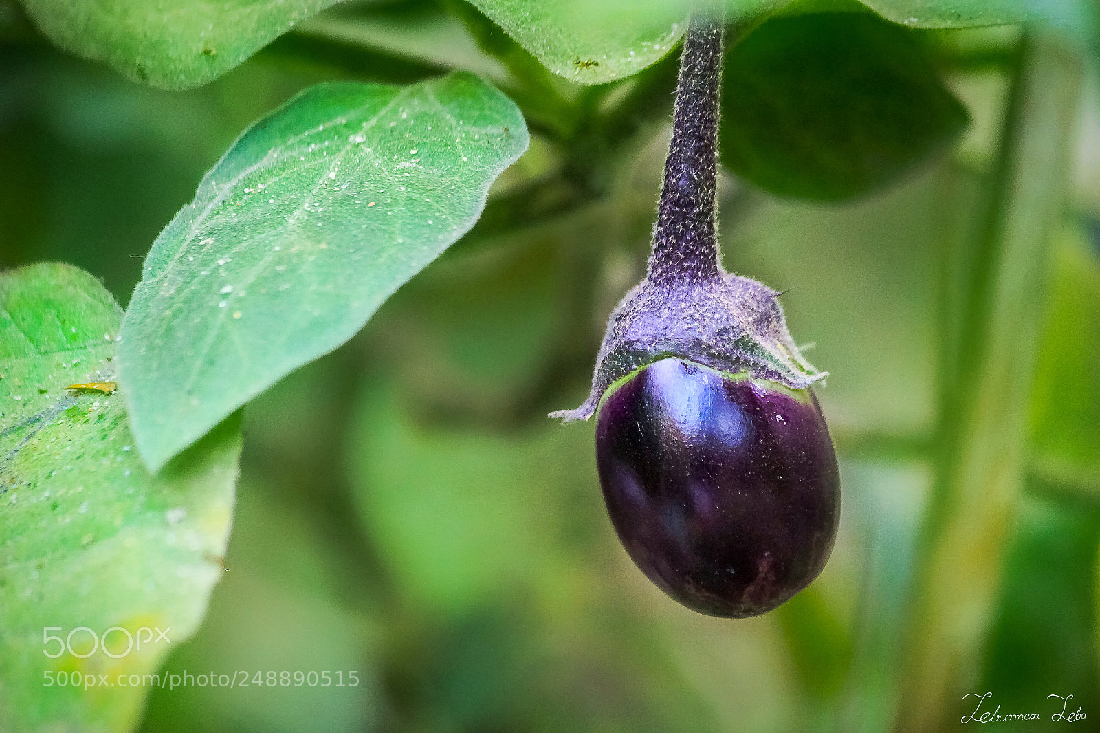 Canon EOS 500D (EOS Rebel T1i / EOS Kiss X3) sample photo. Eggplant photography
