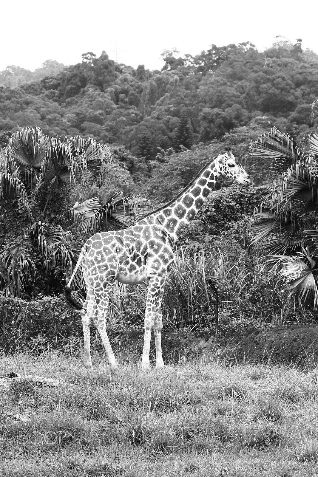 Canon EOS 550D (EOS Rebel T2i / EOS Kiss X4) sample photo. Giraffe photography