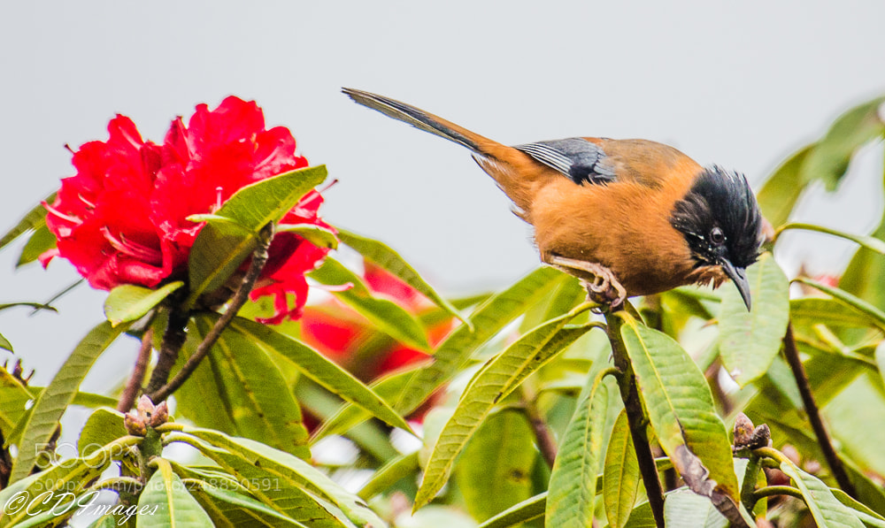 Nikon D7000 sample photo. Rufous sibia photography