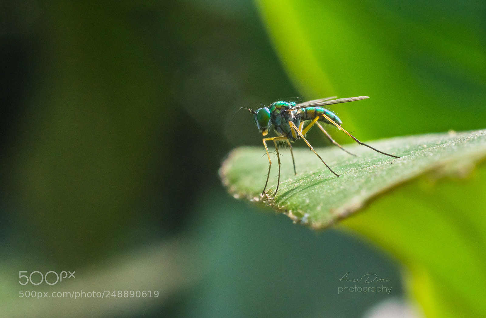 Nikon D5100 sample photo. Long legged fly photography