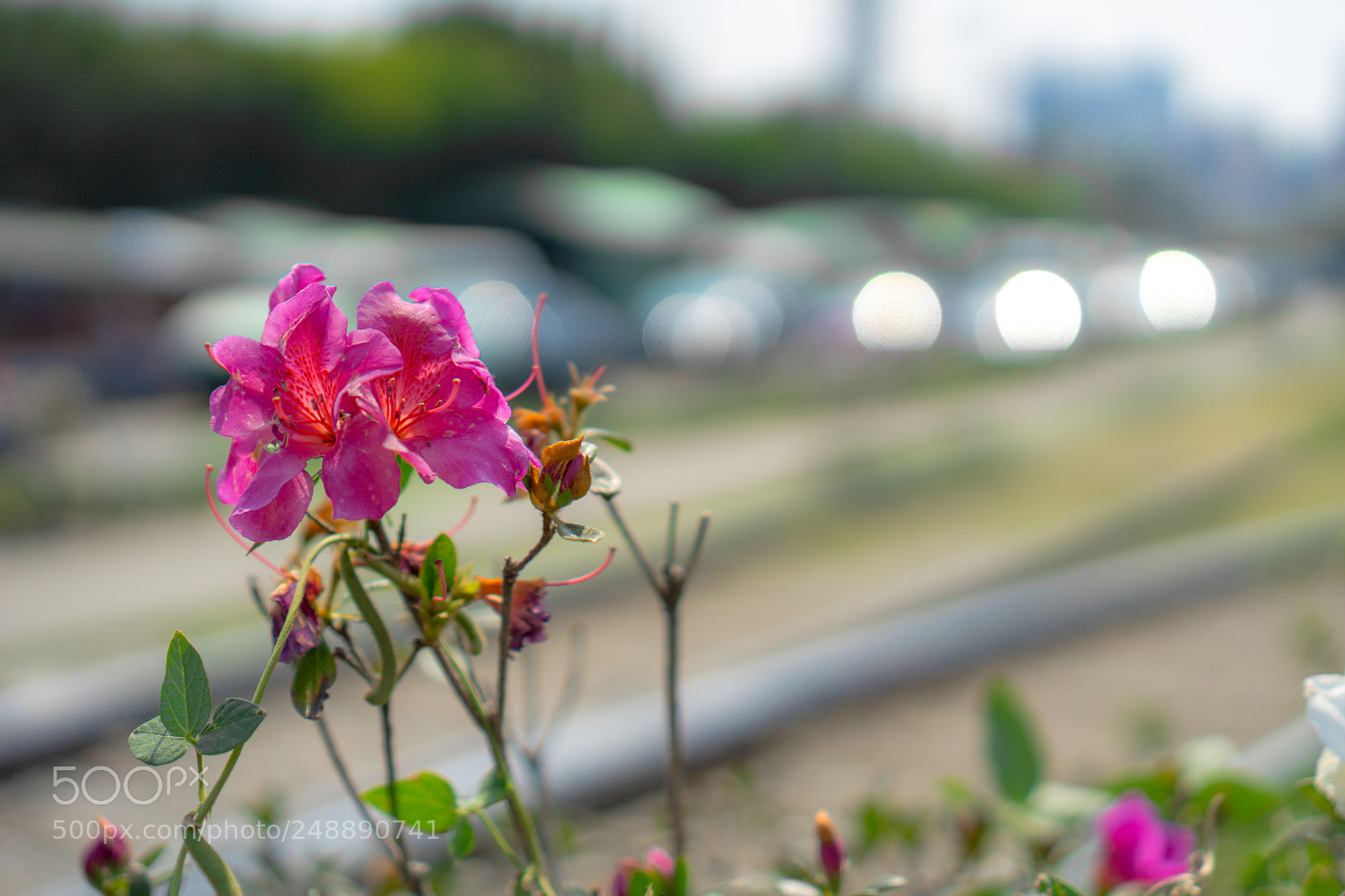 Sony a6000 sample photo. Urban flowers photography