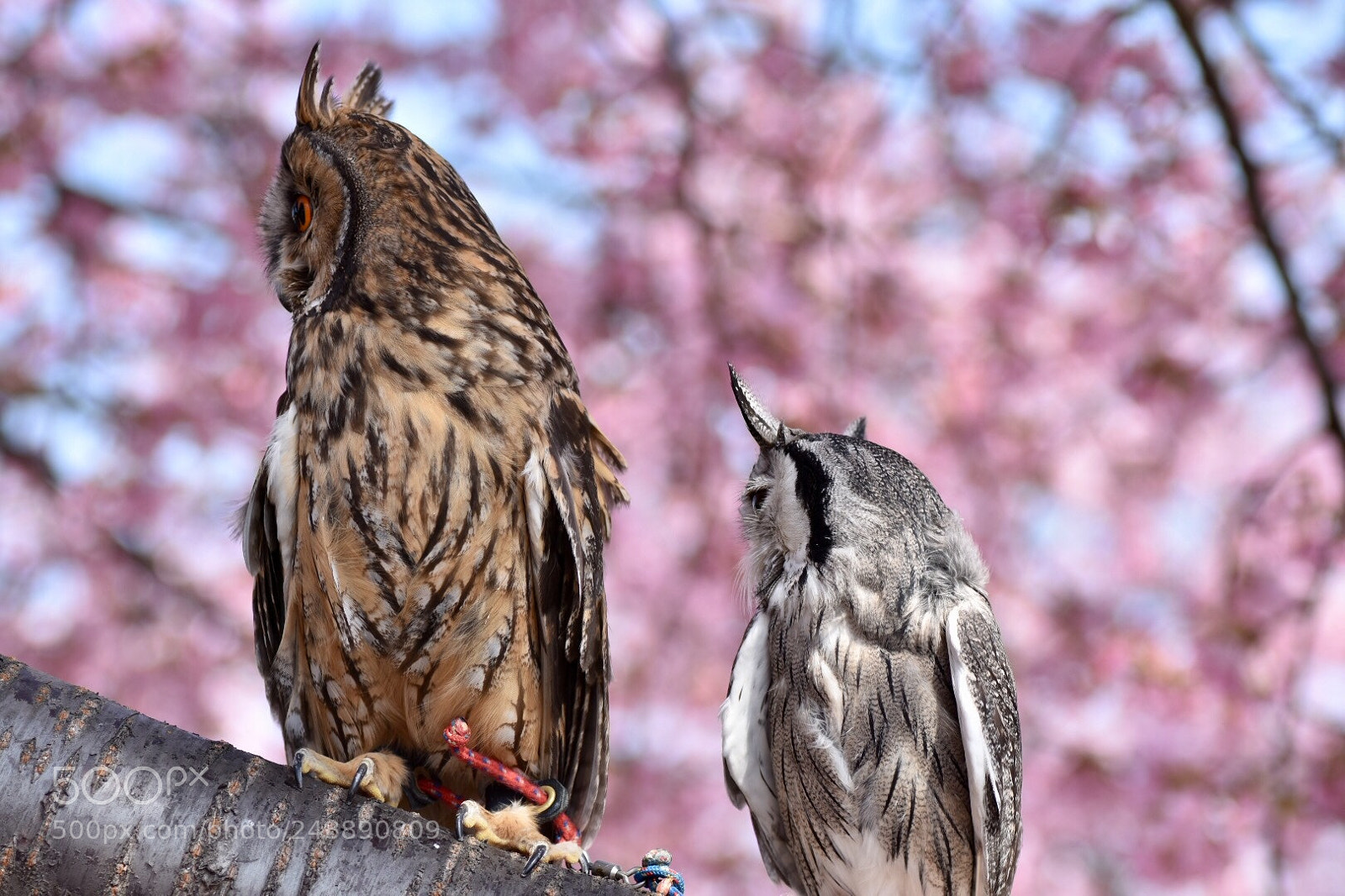 Nikon D7200 sample photo. Cherry blossom viewing party. photography