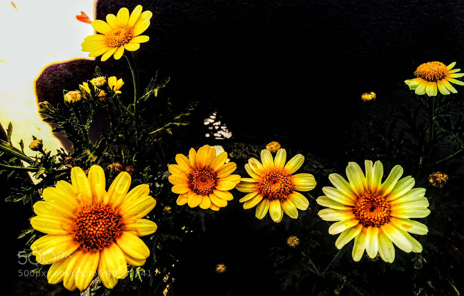 LG Nexus 5 sample photo. # nature with darkness # photography