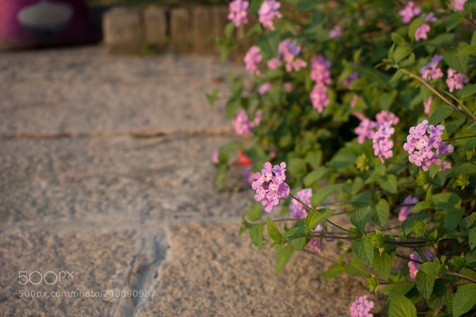 Nikon D7100 sample photo. Untitled photography