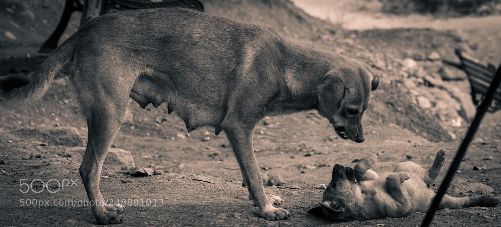 Canon EOS 600D (Rebel EOS T3i / EOS Kiss X5) sample photo. Do you wanna play? photography