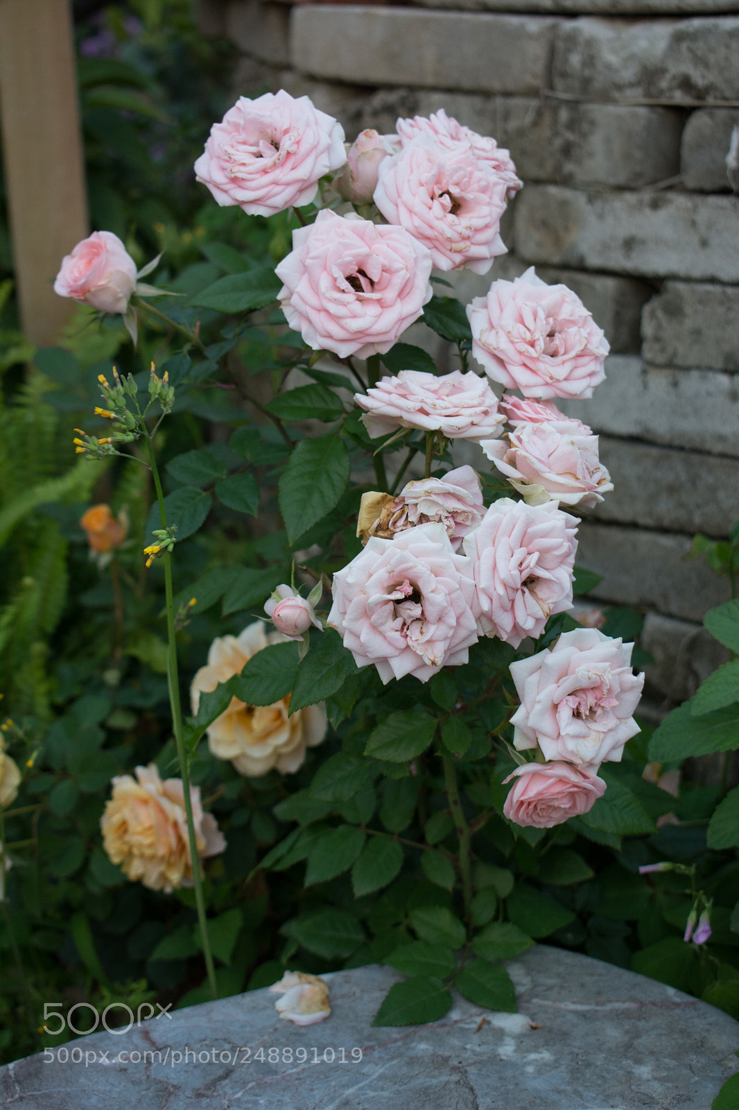 Nikon D7100 sample photo. Untitled photography