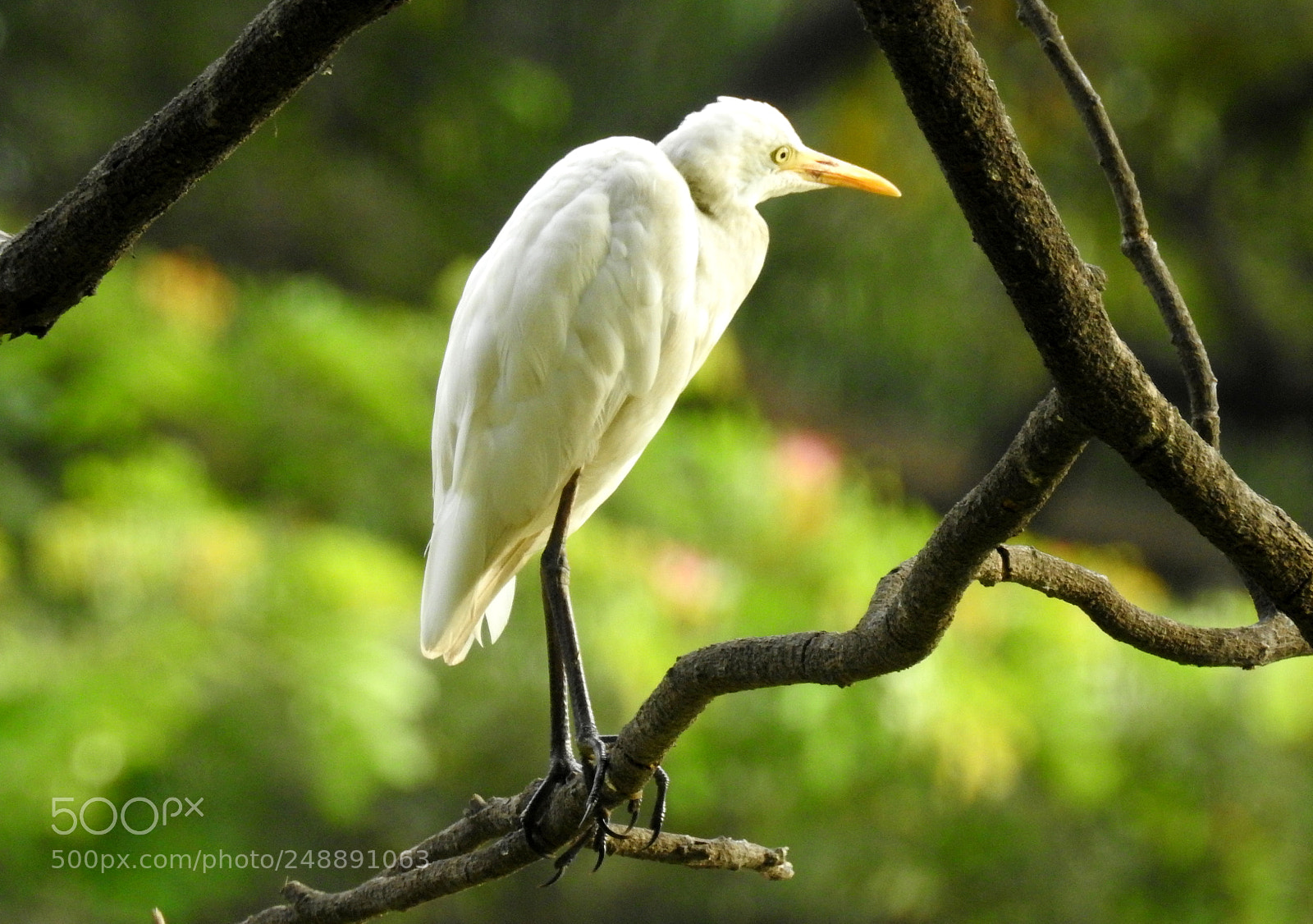 Nikon Coolpix P900 sample photo. Bird on a tree photography