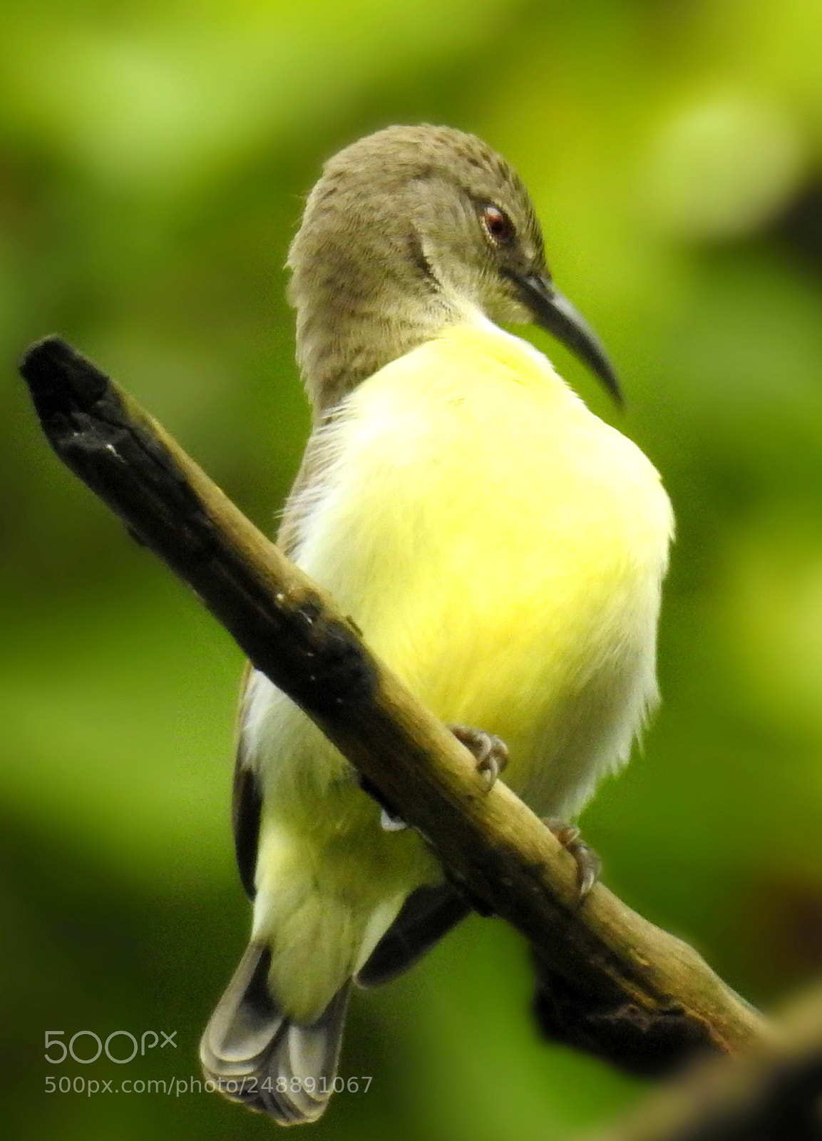 Nikon Coolpix P900 sample photo. Yellow breasted chat photography
