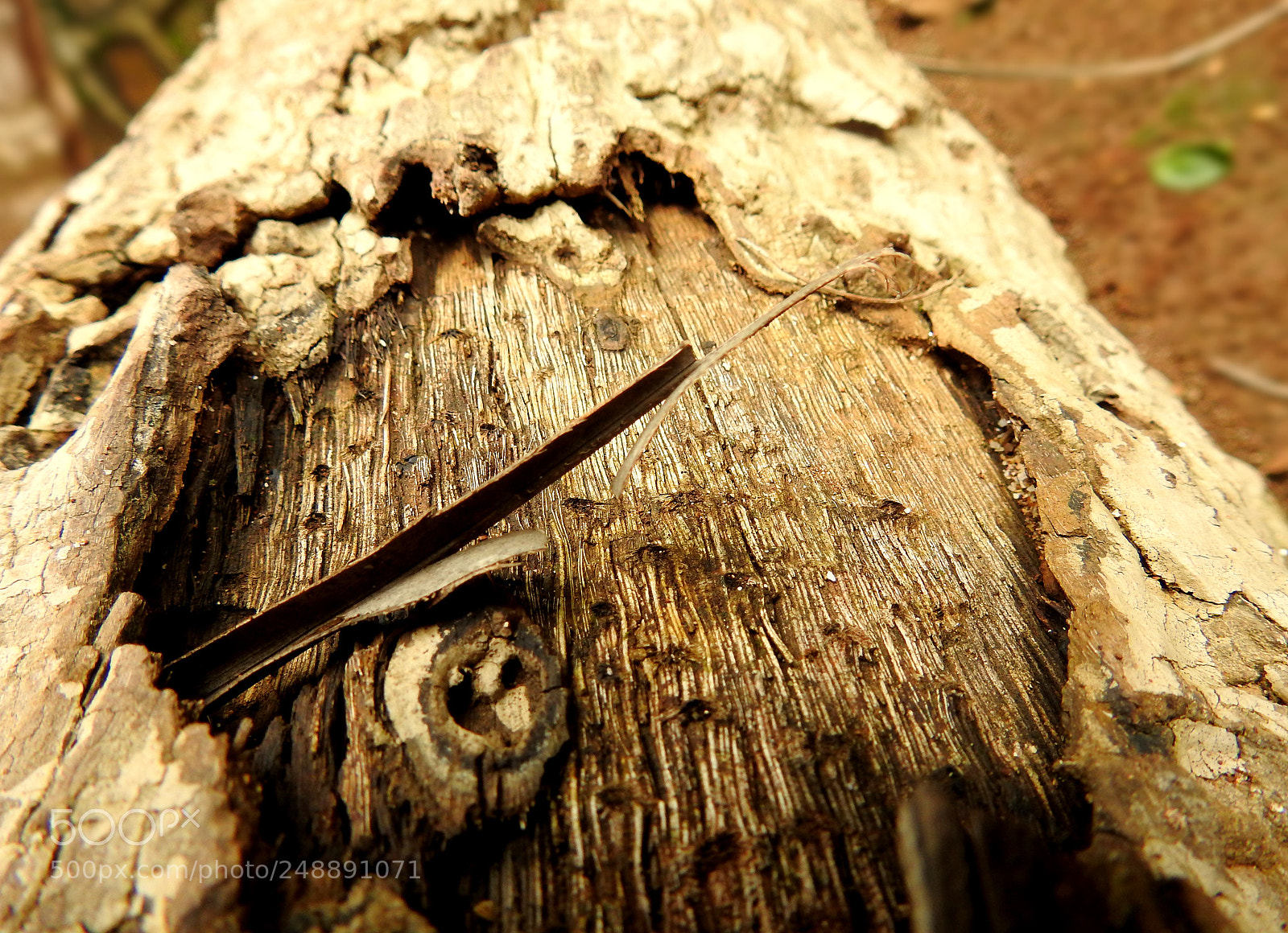 Nikon Coolpix P900 sample photo. Tree log photography