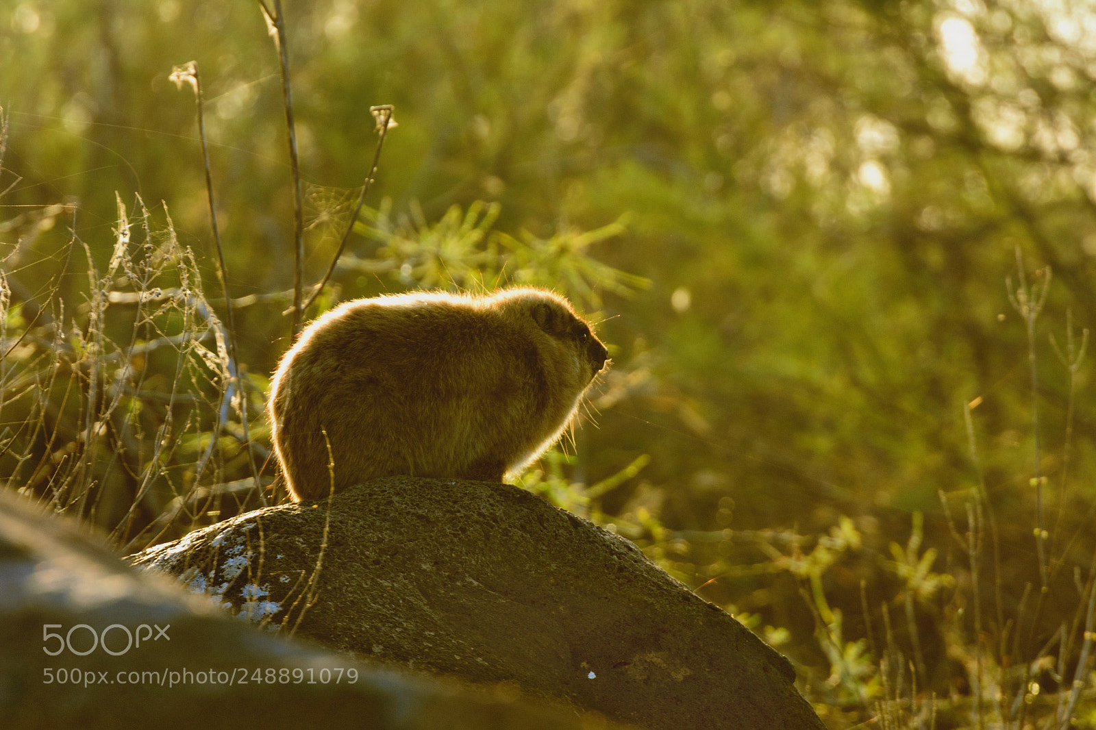 Nikon D7200 sample photo. Rock hyrax (капский даман) photography