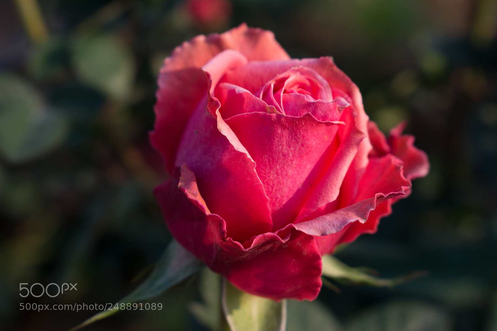 Nikon D7100 sample photo. Untitled photography