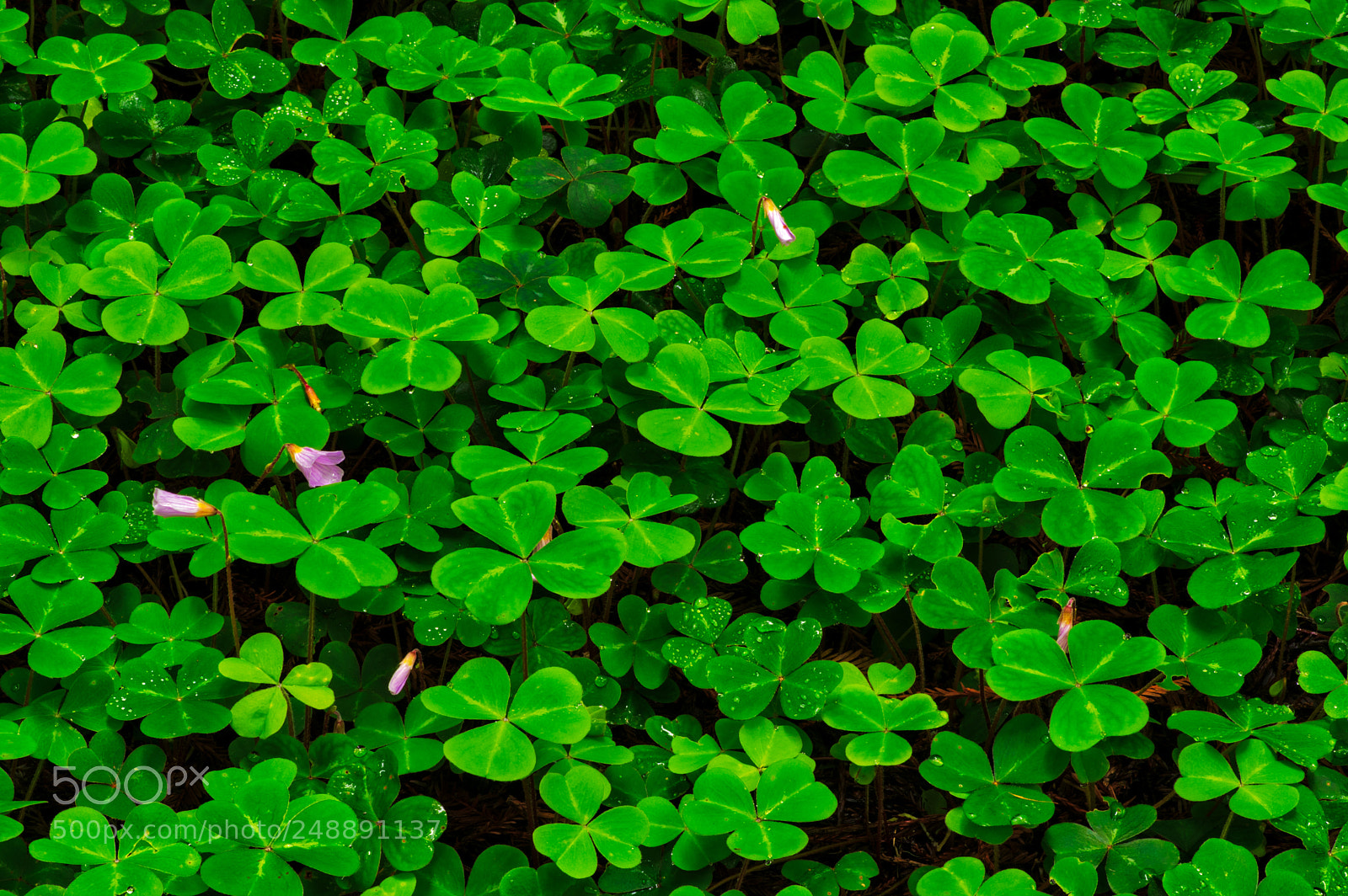 Pentax K-3 II sample photo. Muir woods photography