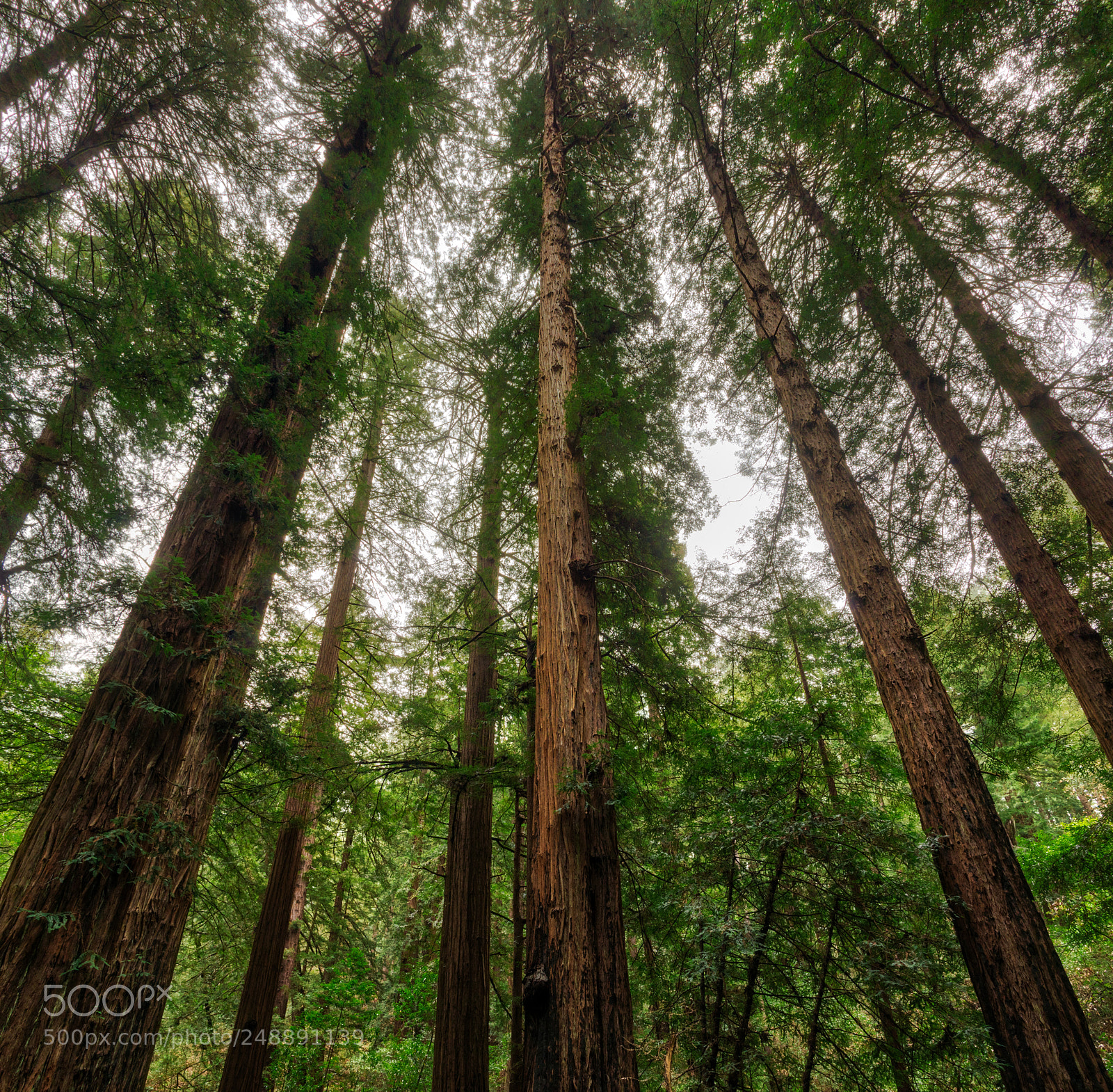 Pentax K-3 II sample photo. Muir woods photography