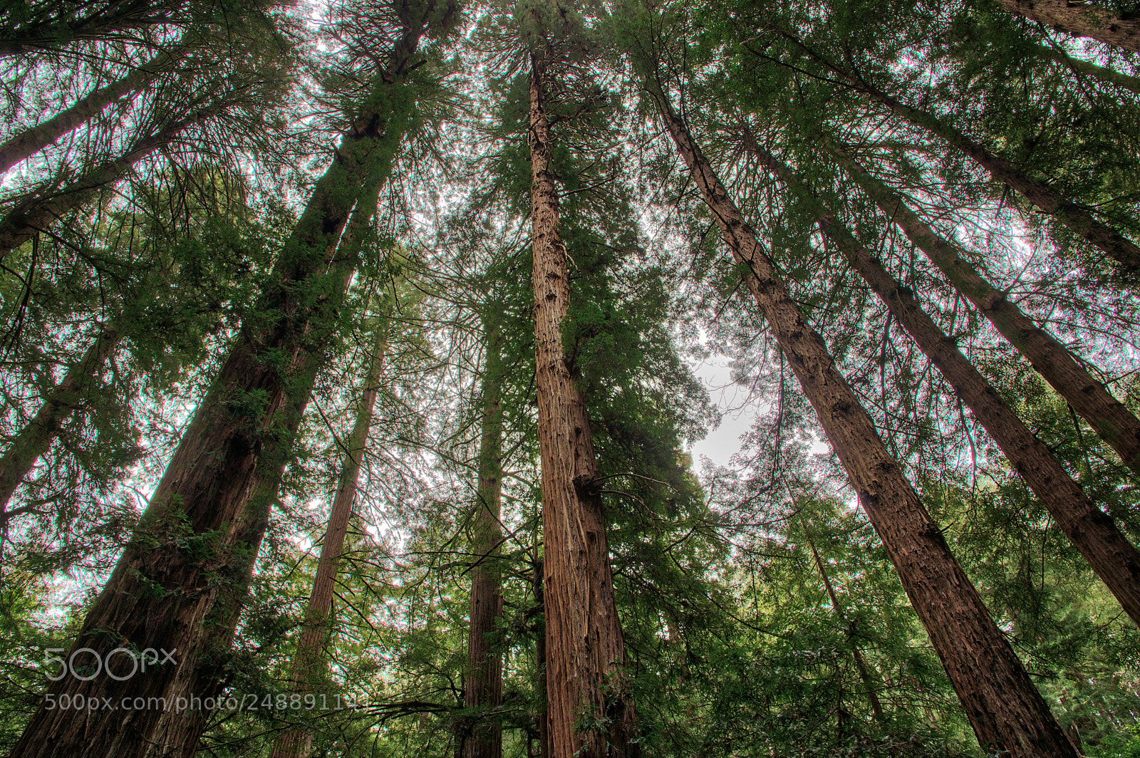 Pentax K-3 II sample photo. Muir woods photography