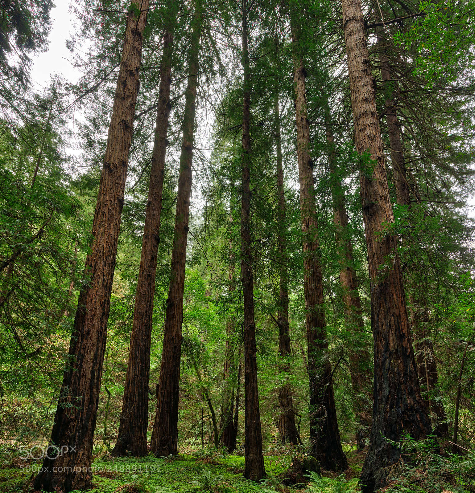 Pentax K-3 II sample photo. Muir woods photography