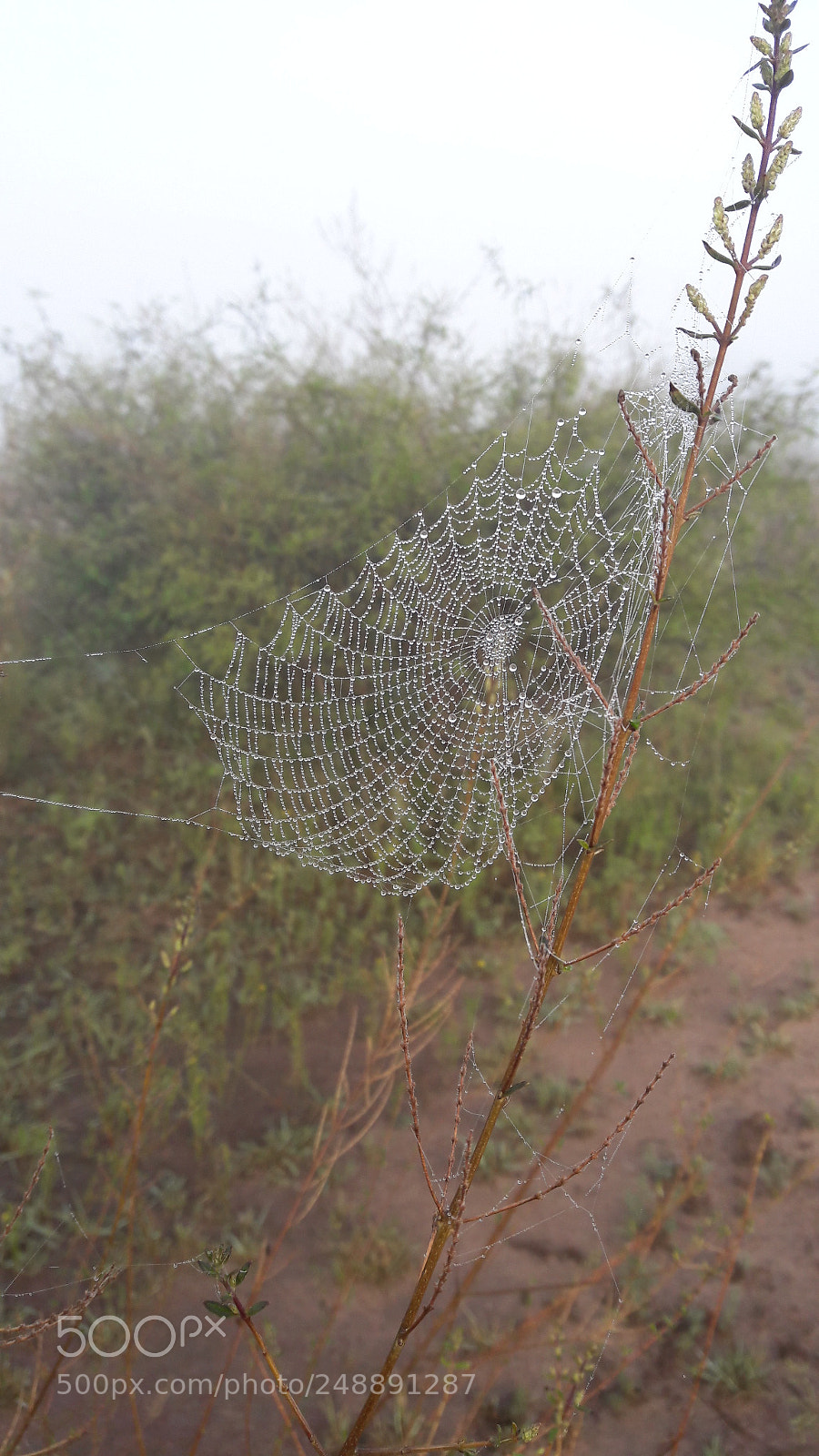 Samsung Galaxy A5(2016) sample photo. Mist photography