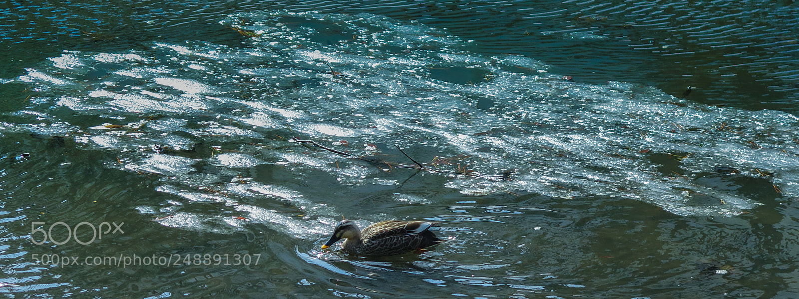 Canon PowerShot G16 sample photo. Duck on a pond photography