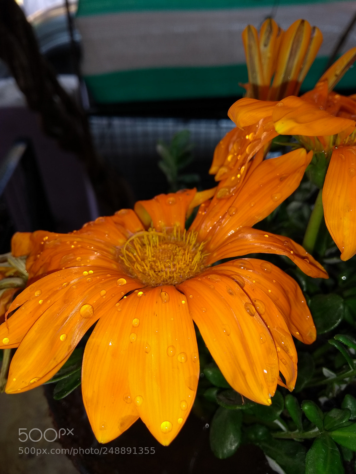 Motorola Moto G (5th Gen) sample photo. Little things photography