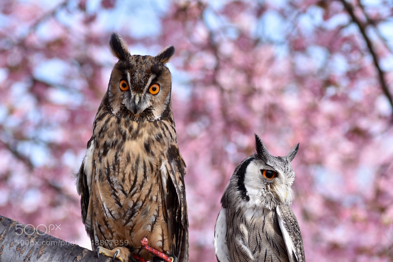 Nikon D7200 sample photo. Cherry blossom viewing party. 2 photography