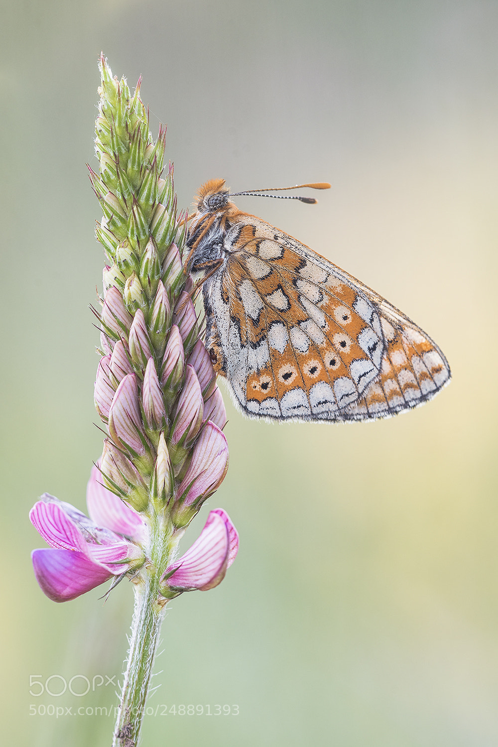 Nikon D500 sample photo. Euphydryas aurinia photography
