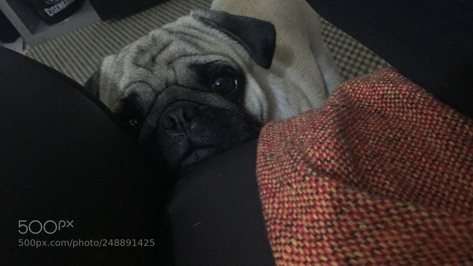 Apple iPhone 6 sample photo. Dog photography