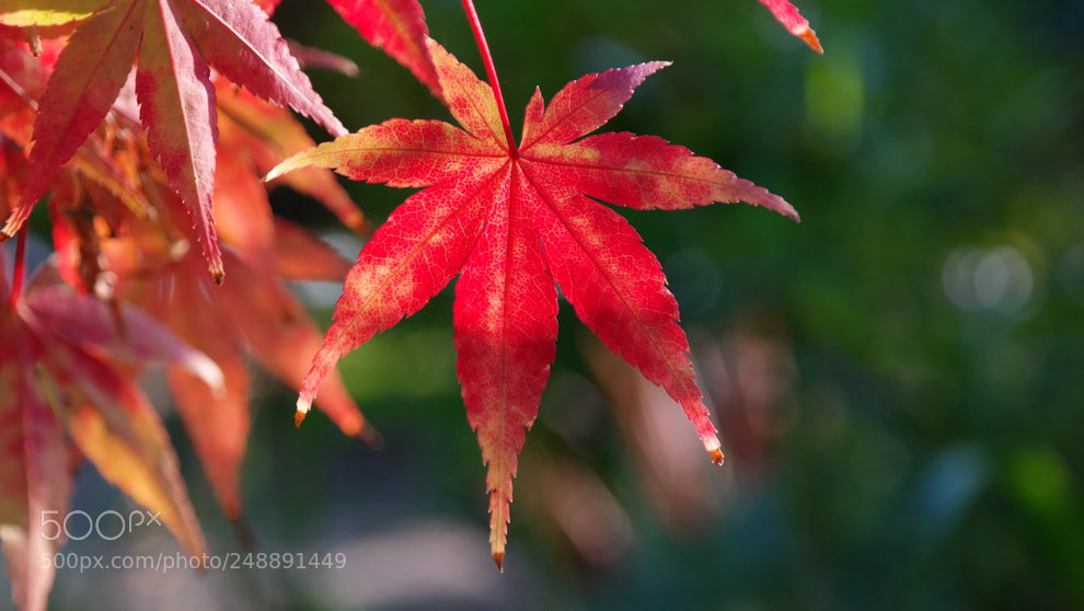Samsung NX30 sample photo. Autumn photography